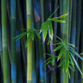 綺麗な竹林 Androidスマホ壁紙