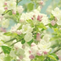Cherry Blossom Androidスマホ壁紙