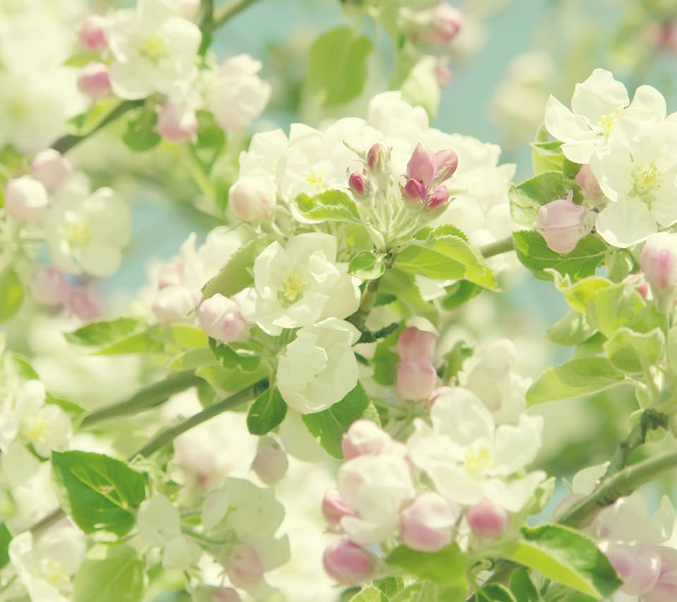 Cherry Blossom Androidスマホ壁紙