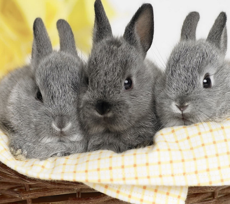 かわいい3匹のウサギ Androidスマホ壁紙