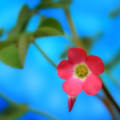 Cute Pink Flower Androidスマホ壁紙