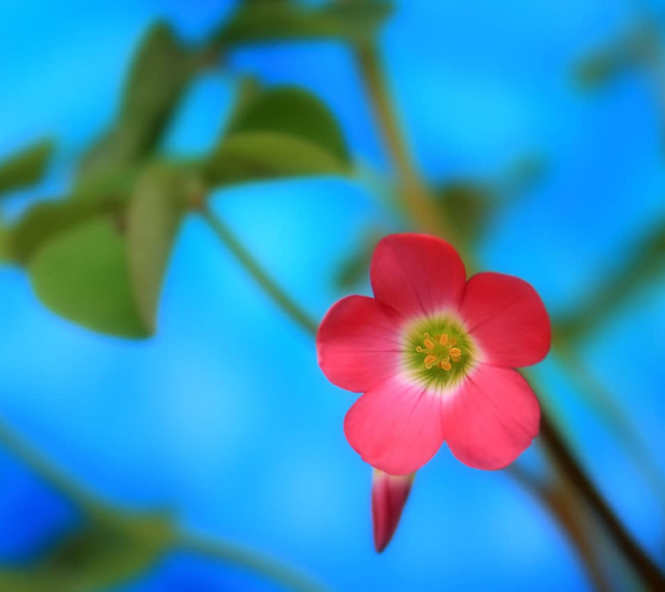 Cute Pink Flower Androidスマホ壁紙