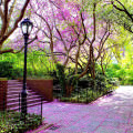 公園の桜 Androidスマホ壁紙