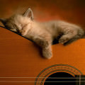 ギター&猫 Androidスマホ壁紙