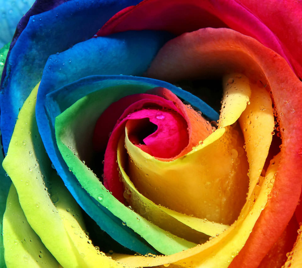 Rainbow Roseスマホ壁紙