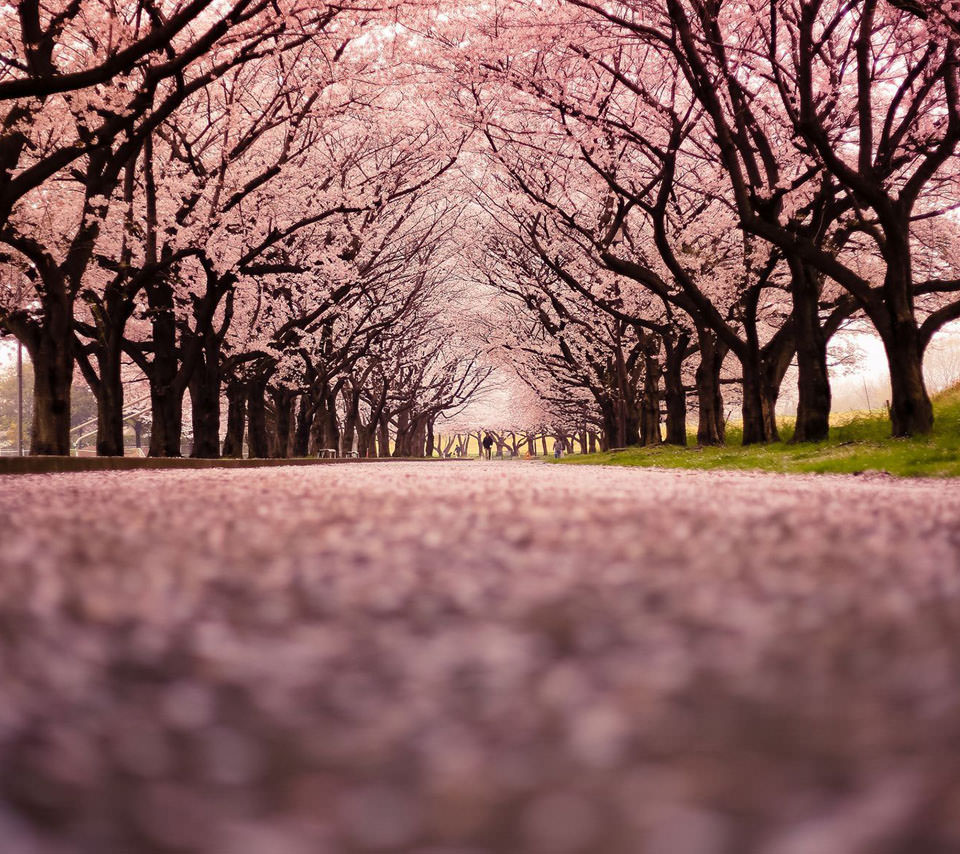 桜散る並木道 スマホ壁紙