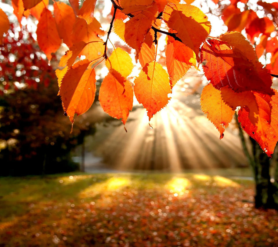 秋の陽光 スマホ壁紙