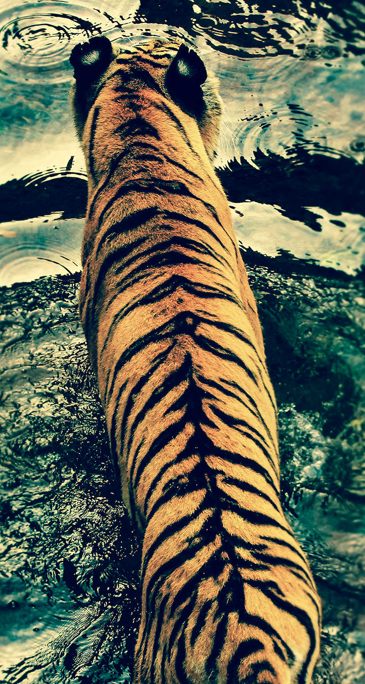 虎の背中 iPhone5 スマホ用壁紙