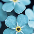 綺麗な青い花 iPhone5 スマホ用壁紙