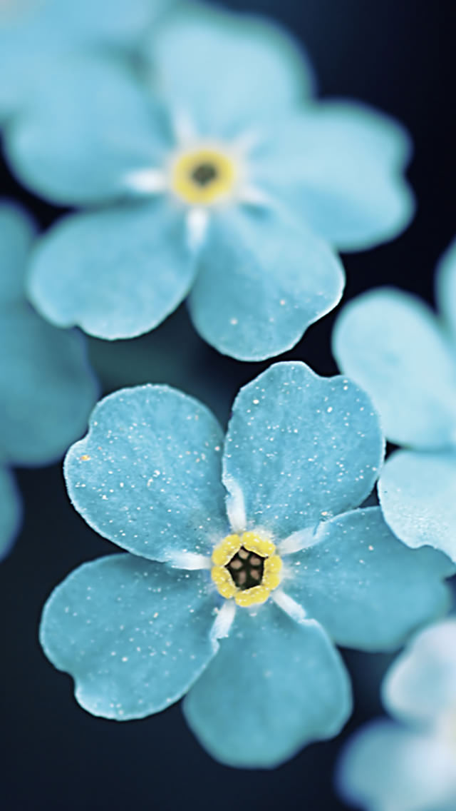 綺麗な青い花 iPhone5 スマホ用壁紙