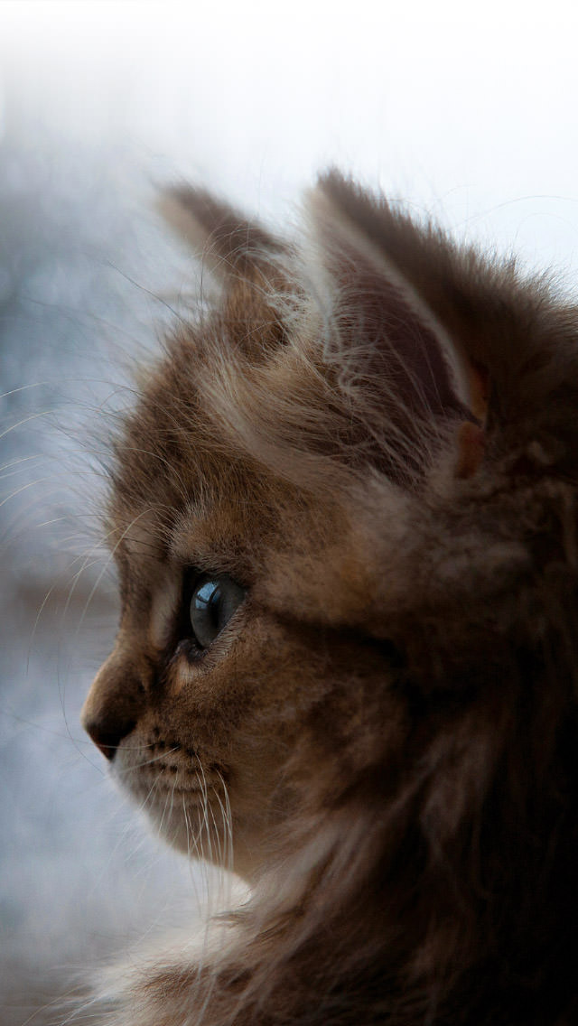 外をじっと見る子猫 iPhone5 スマホ用壁紙