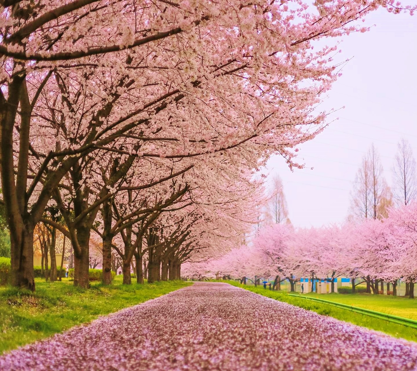 桜の花びらの絨毯 Android壁紙