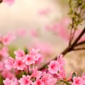 Spring Flowers iPhone5 スマホ用壁紙