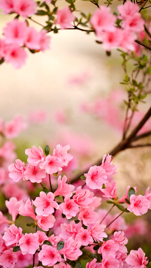 Spring Flowers iPhone5 スマホ用壁紙