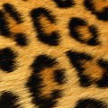 豹柄のファー iPhone5 スマホ用壁紙