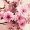 ピンクの綺麗な花 iPhone5 スマホ用壁紙