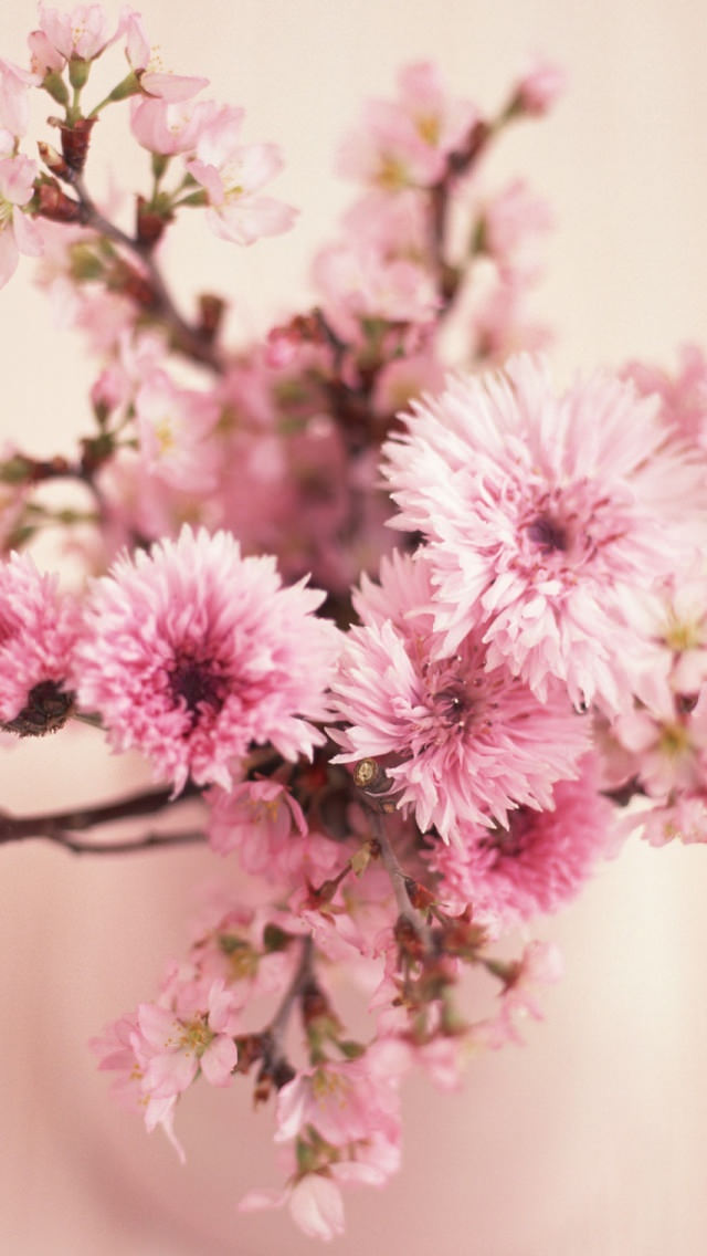 ピンクの綺麗な花 iPhone5 スマホ用壁紙