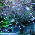 花びら舞う風景 iPhone5 スマホ用壁紙