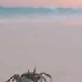 浜辺の蟹 iPhone5 スマホ用壁紙