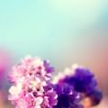 綺麗な紫の花 iPhone5 スマホ用壁紙