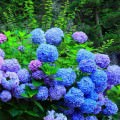 6月の花 紫陽花 iPhone5 スマホ用壁紙
