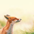目を細めて遠くを見る狐 iPhone5 スマホ用壁紙