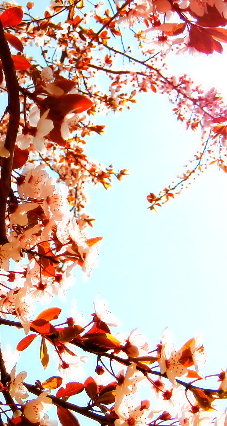 cherry blossoms iPhone5 スマホ壁紙