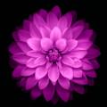 上から見たピンクの綺麗な花 iPhone5 壁紙