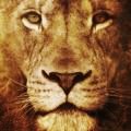 百獣の王 ライオン iPhone6 壁紙