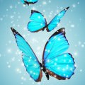3匹の蝶 iPhone6 Plus 壁紙