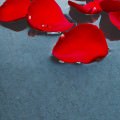 赤い花びら iPhone6 Plus 壁紙