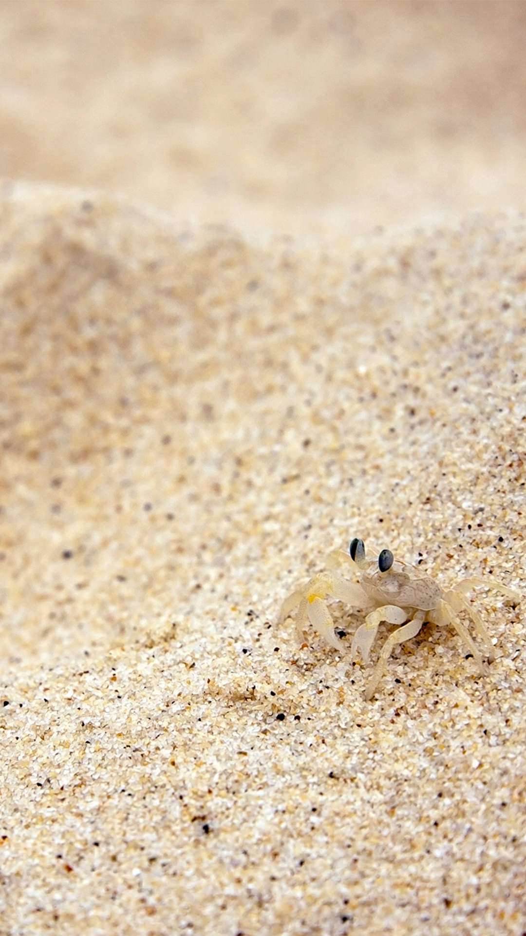 砂浜と蟹 iPhone6 Plus 壁紙