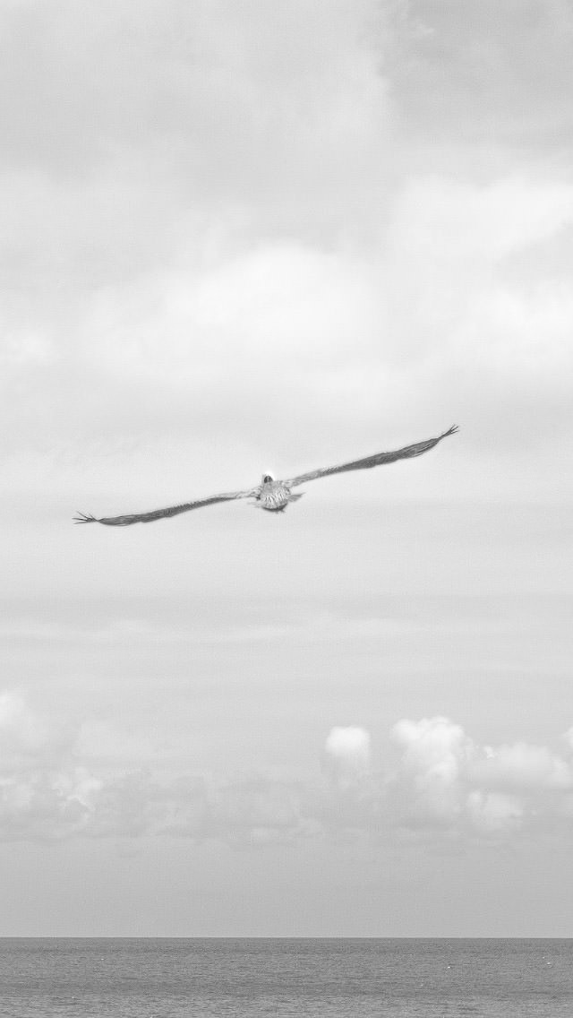 羽を広げた一羽のカモメ iPhone5 壁紙