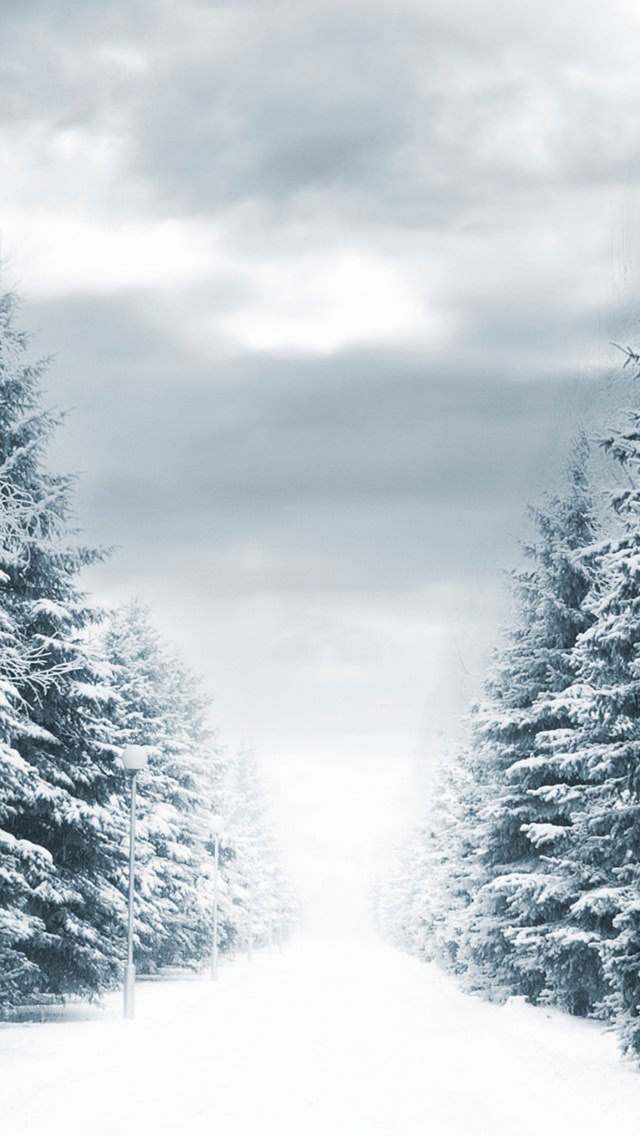冬の針葉樹 iPhone5壁紙