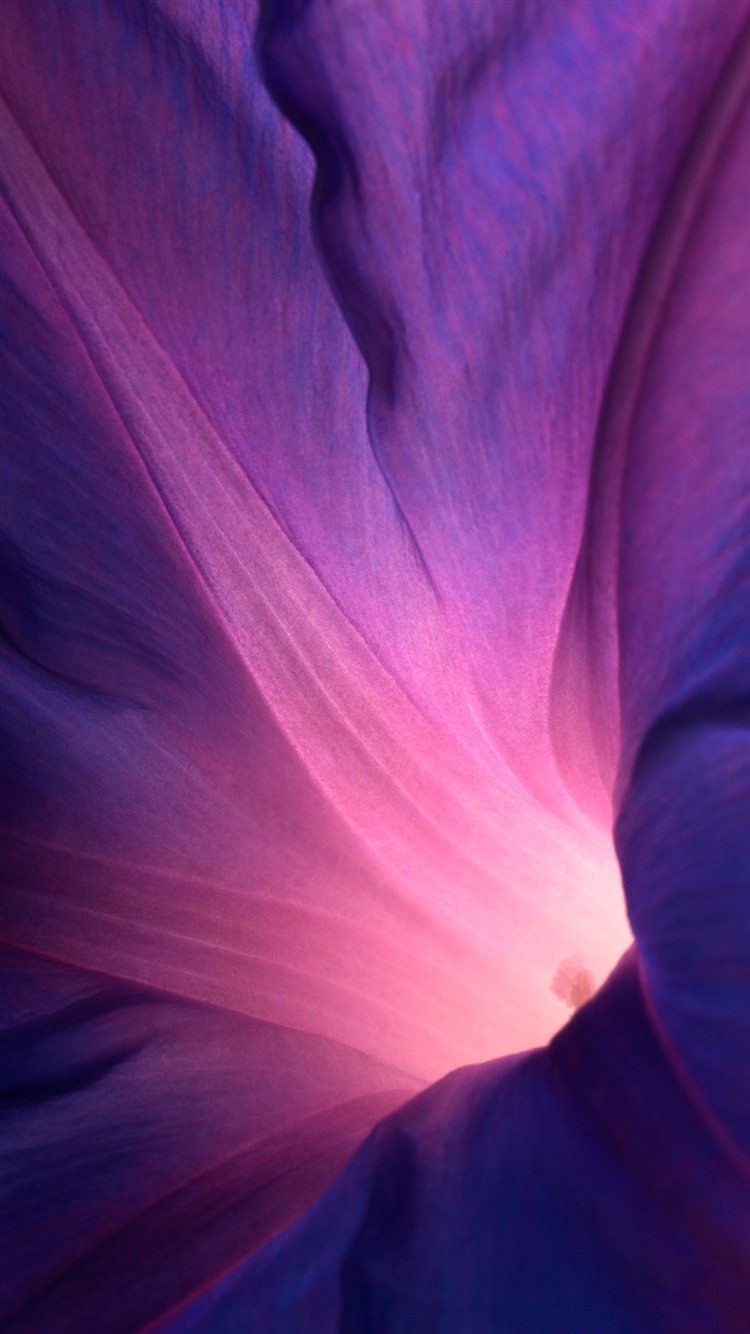アサガオの花びら iPhone6 壁紙