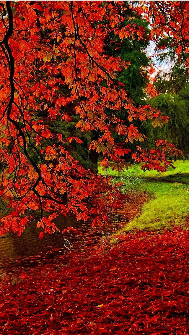 紅葉と落ち葉 iPhone5壁紙