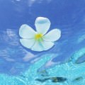 水に浮かぶ花 iPhone6 Plus 壁紙