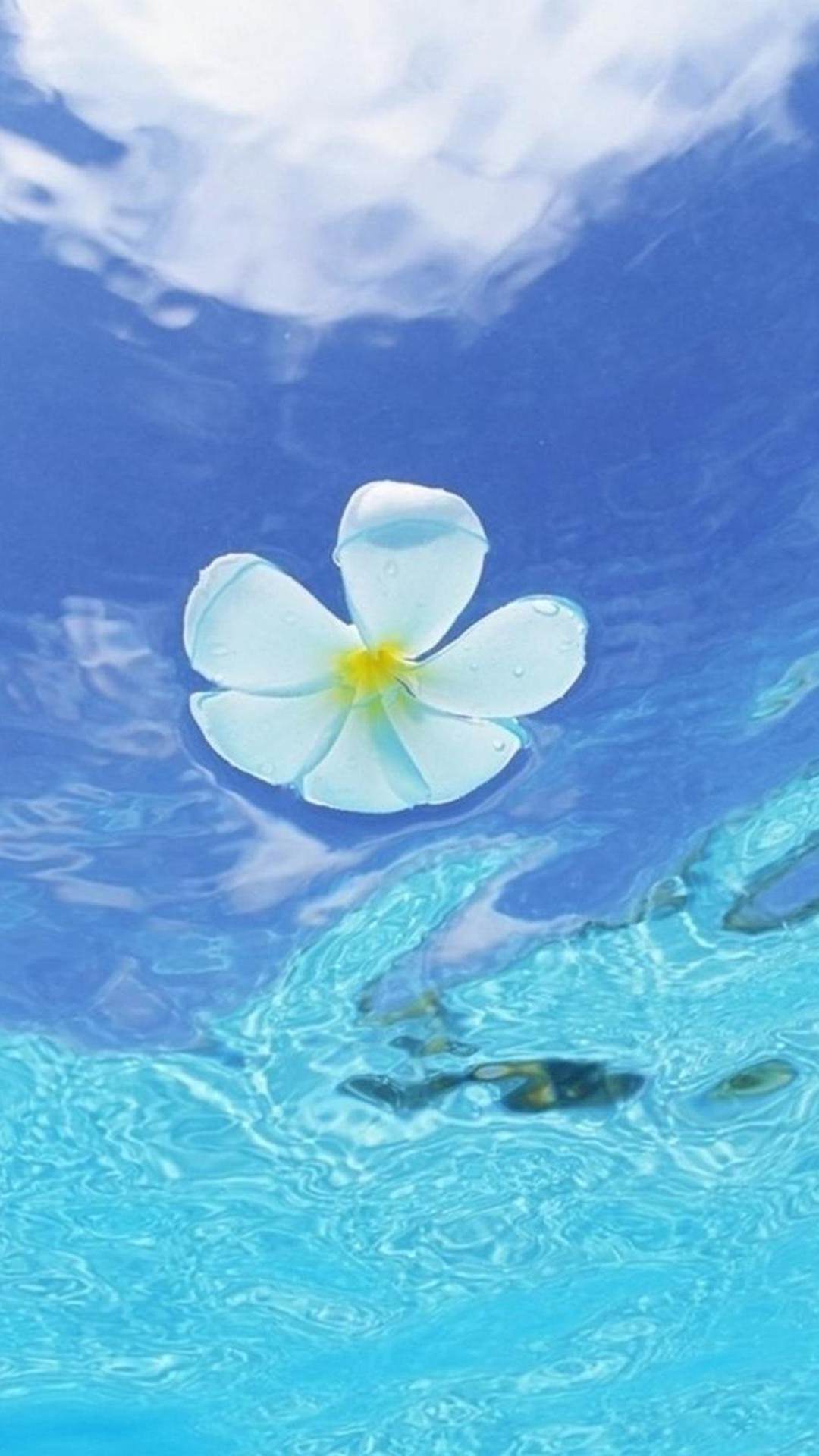 水に浮かぶ花 iPhone6 Plus 壁紙