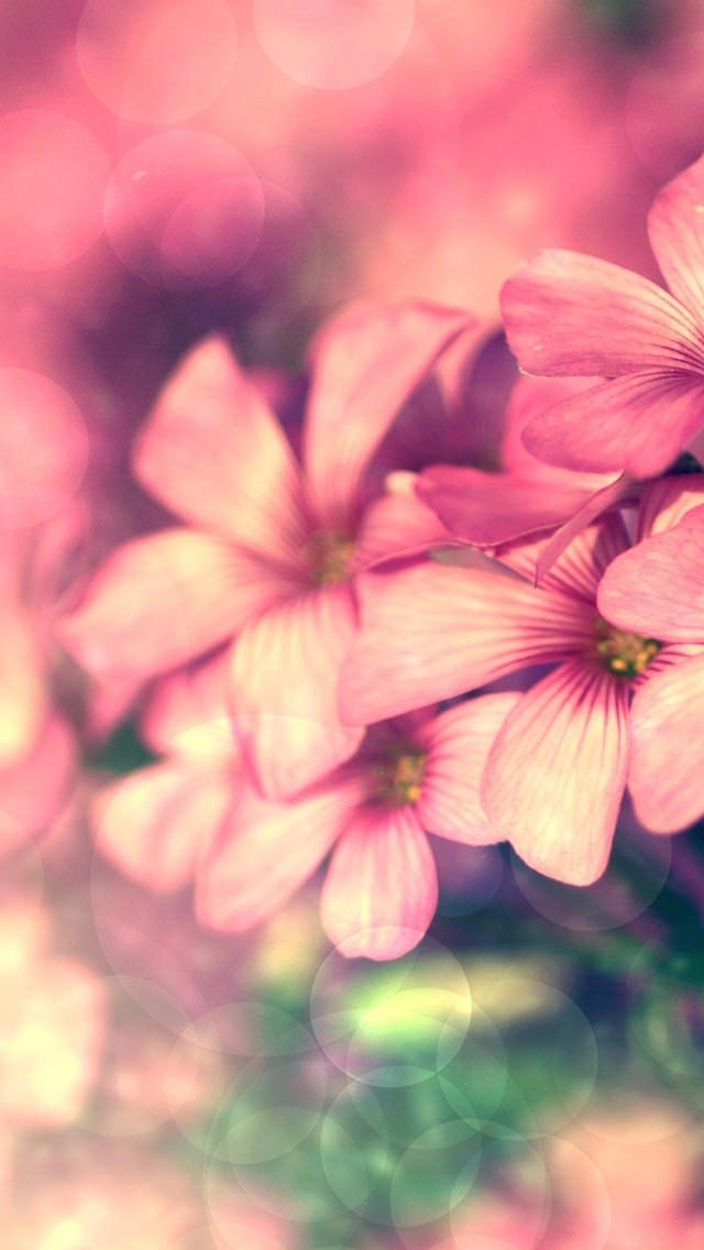 Beautiful Pink Flower iPhone5壁紙