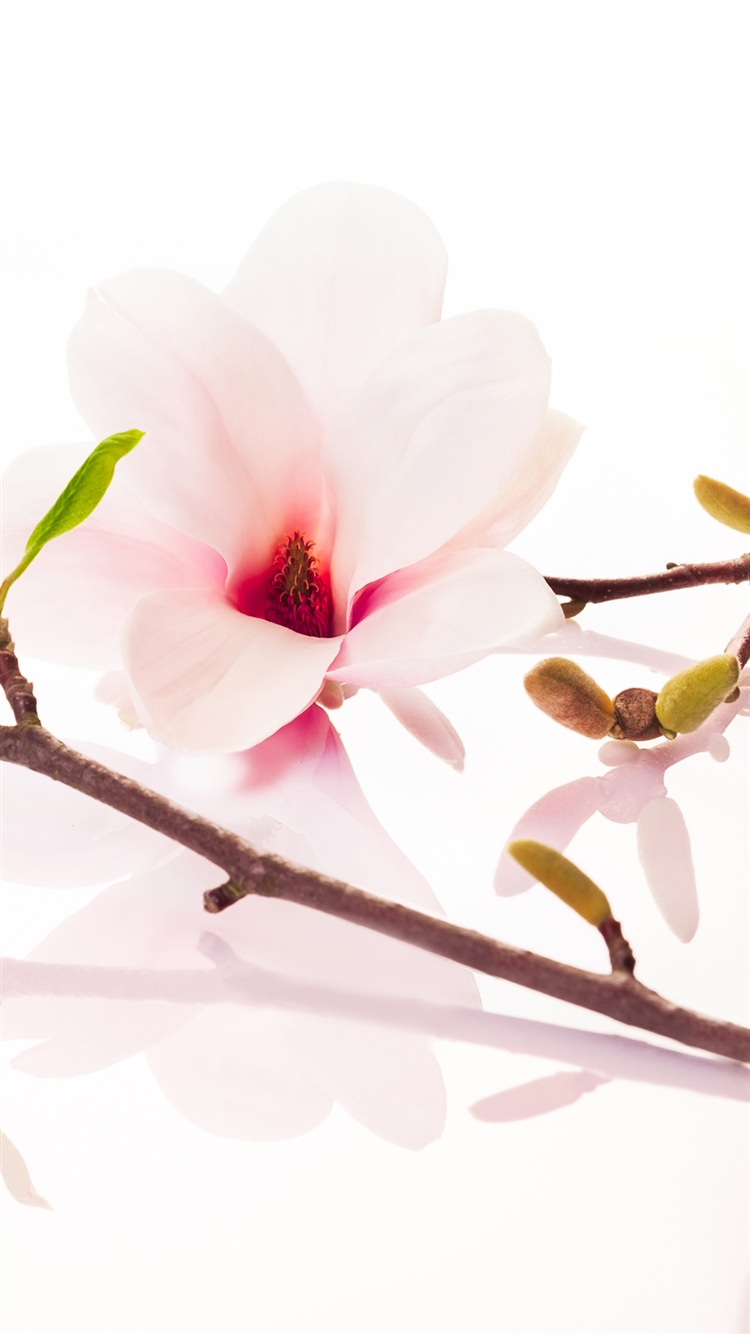 桜の花 iPhone6壁紙