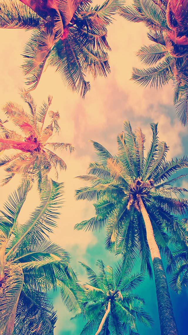 ワイハの椰子の木 iPhone5 壁紙