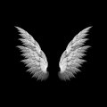 天使の羽 iPhone6壁紙