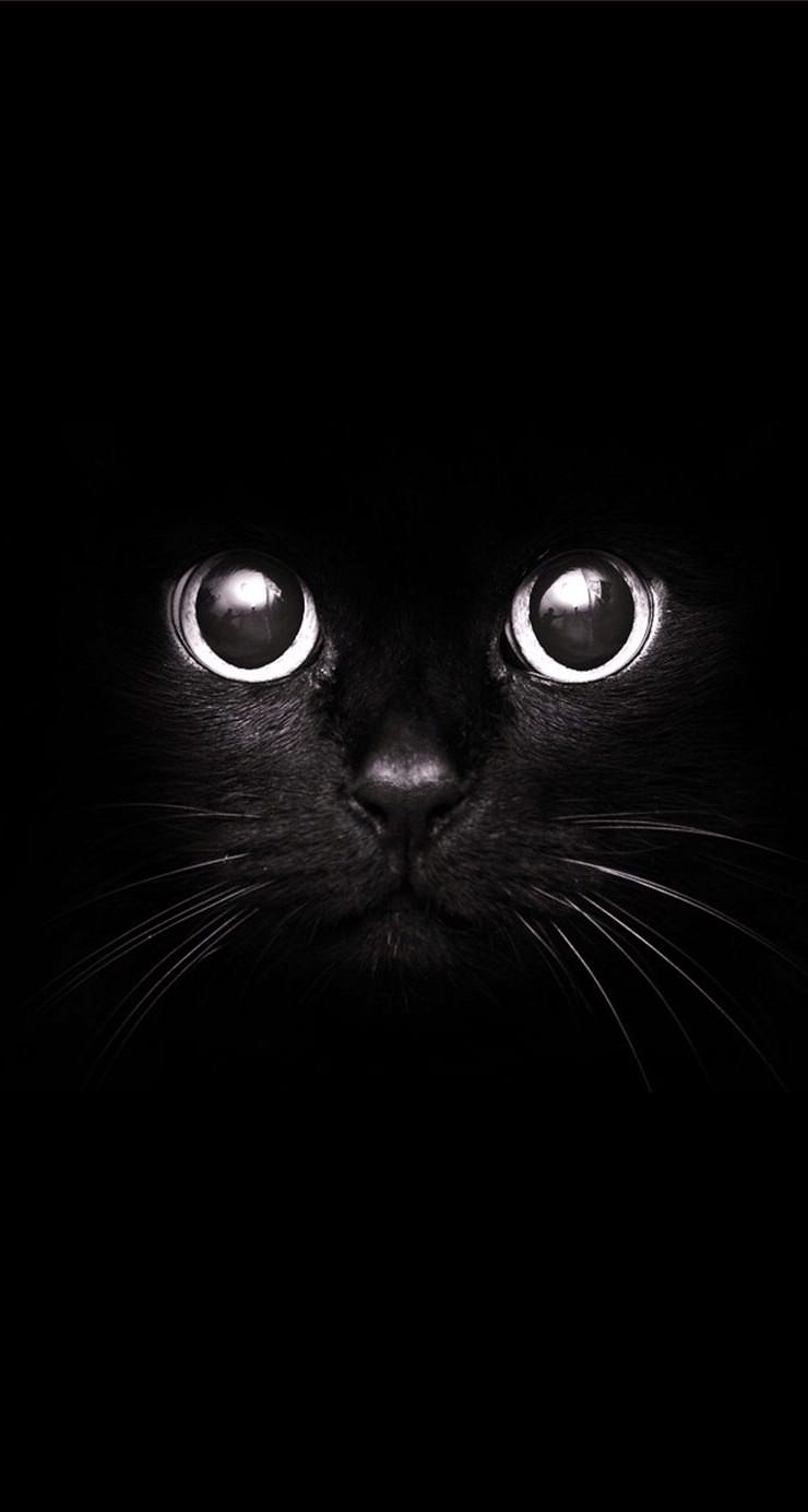 黒猫 iPhone6壁紙