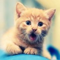 威嚇する子猫 Android壁紙