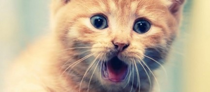 威嚇する子猫 Android壁紙