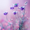 紫とピンクの花 iPhone6 壁紙