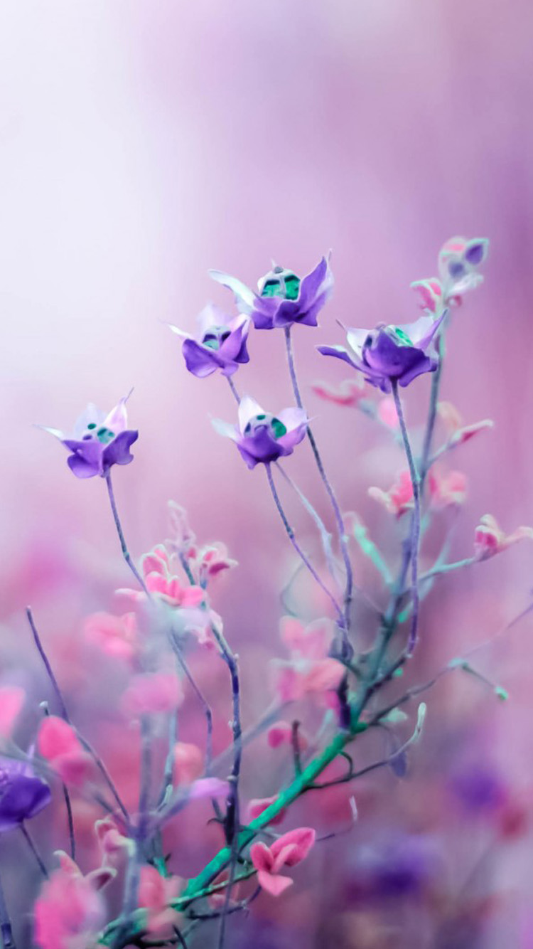 紫とピンクの花 Iphone6 壁紙 Wallpaperbox