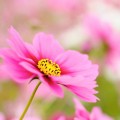 一輪のピンクの花 Android壁紙