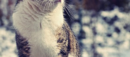 佇む猫 Android壁紙