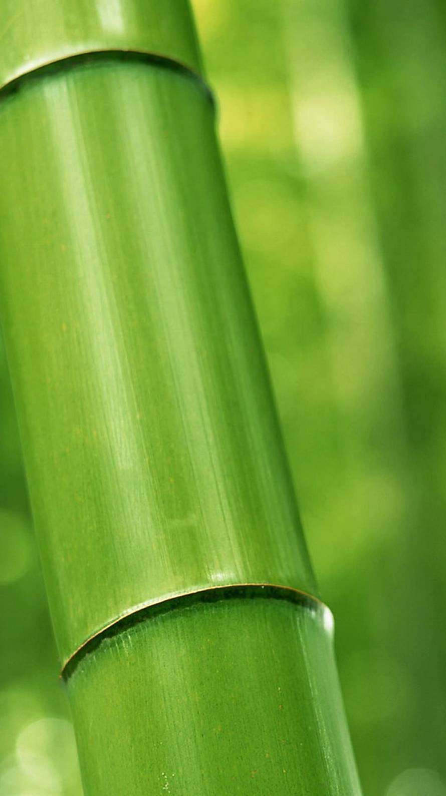 Bamboo iPhone6壁紙